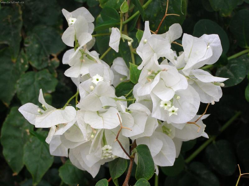 Foto: Bug�nvilea b�l�