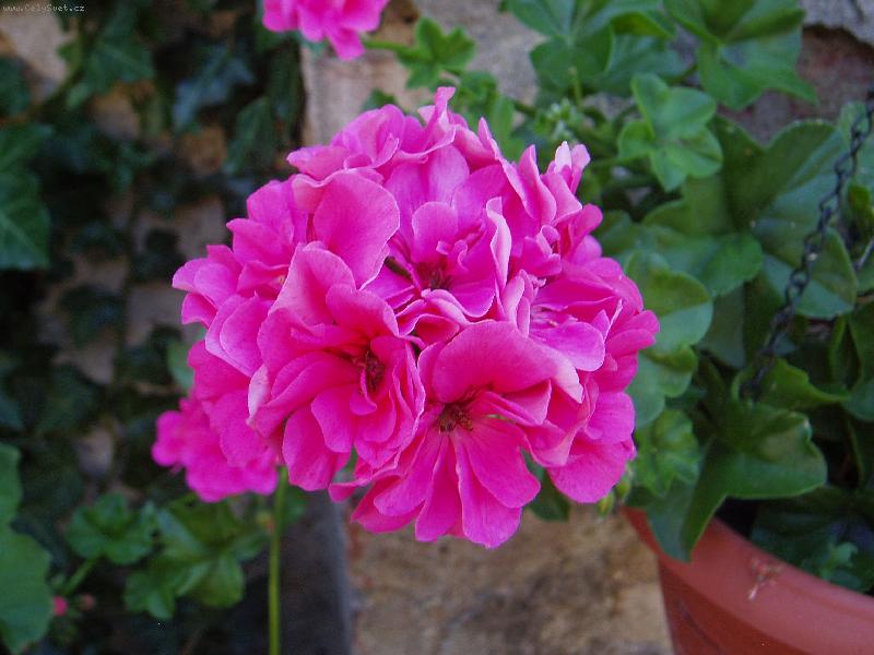 Foto: mu�k�t cykl�men