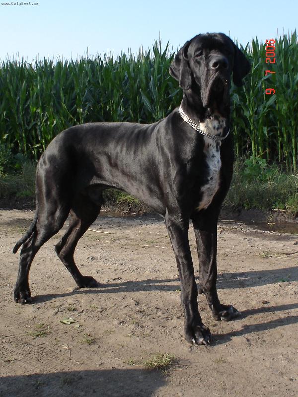 Foto: Cyrillius Regia Uttis-Cyrillius Regia Uttis 15m�s.