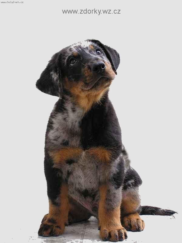 Foto: Beauceron harlek�n