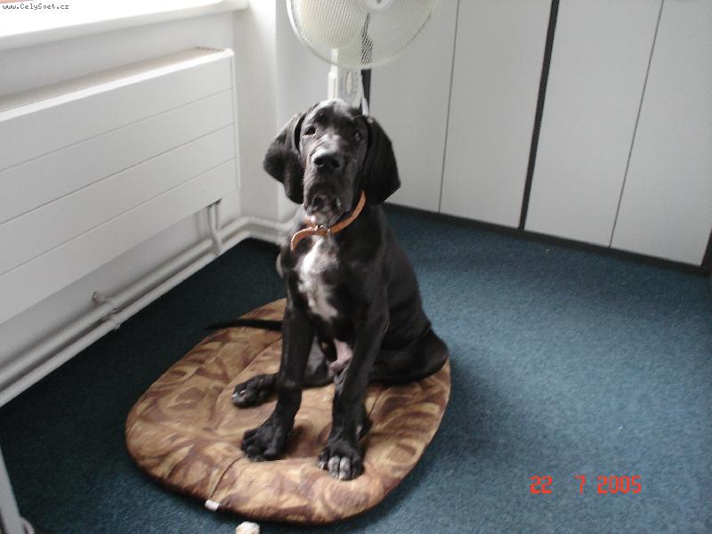 Foto: Cyrillius Regia Uttis - 3,5 m�s.