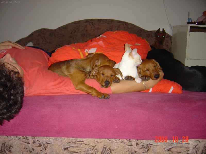 Foto: Pin�ov� v post�lce!-Je�t� um�t a spinkat