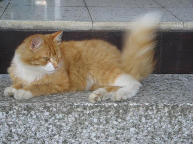 Foto: Selkirk-rex-N� Selkirk-rex - 2