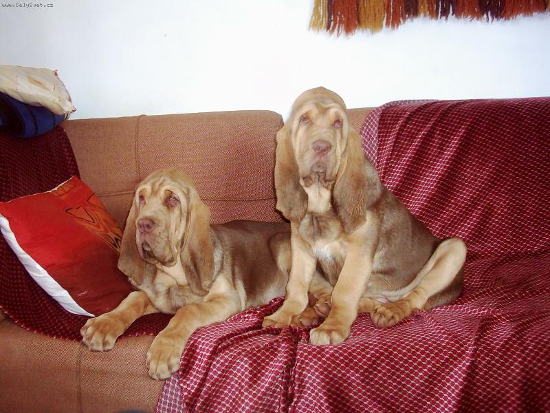 Foto: Victory a Victorius-u televize a krbu je nejl�pe