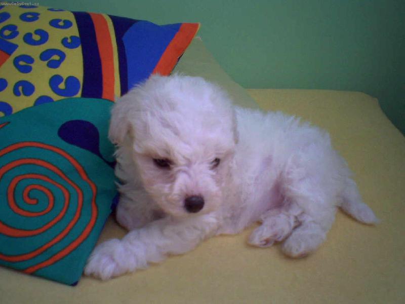 Foto: Bonnie-mimi :)