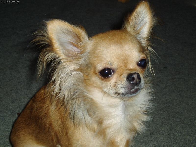 Foto: Beyla Svinovsk� pahorek