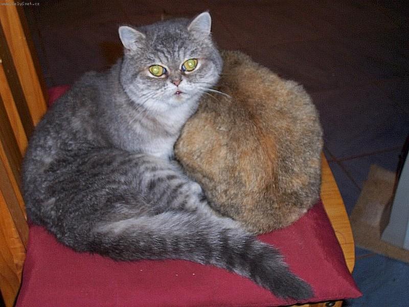 Foto: Exotick� ko�i�ky-T�na a B�ra (tedy jej� pozad��ko) :)