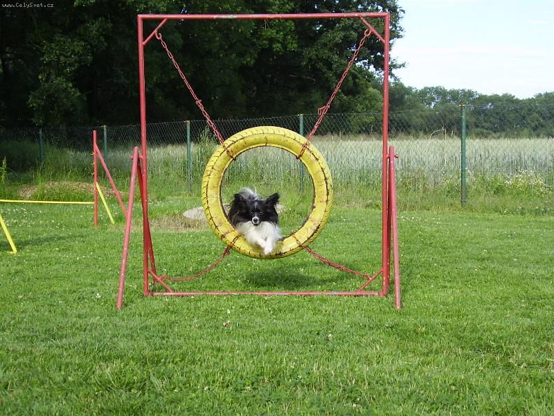 Foto: agility-kruh