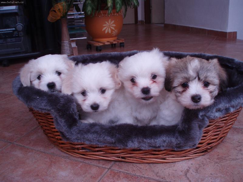 Foto: 4 hol�i�ky