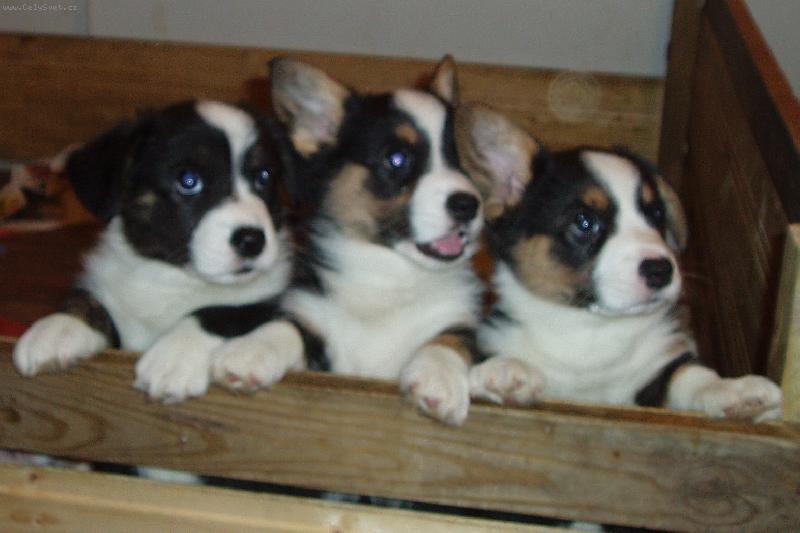 Foto: �t���tka Cardigani