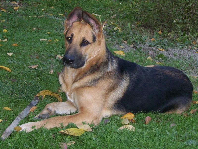 Foto: Argo�ek-Pozuju spr�vn�???