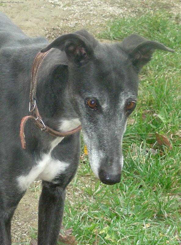 Foto: Anglick� chrt-Alma