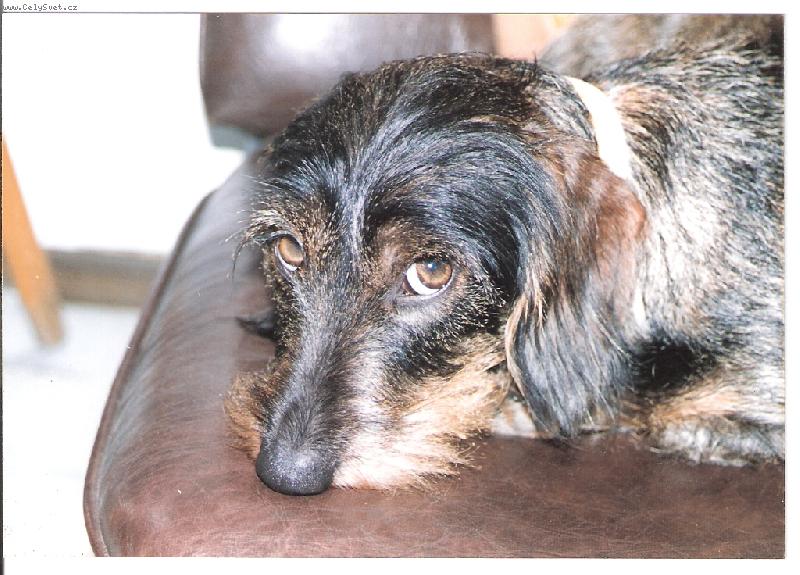 Foto: G�bi Staccato Bohemia