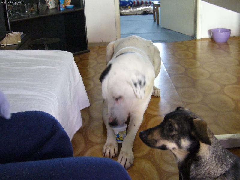 Foto: Jogurty m�m nejrad�ji