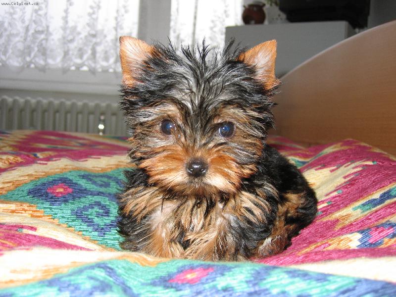 Foto: Nellynka-�t��ulka