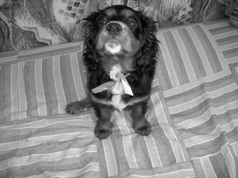 Foto: ��rl��ek-no prost� kaval�r :))))