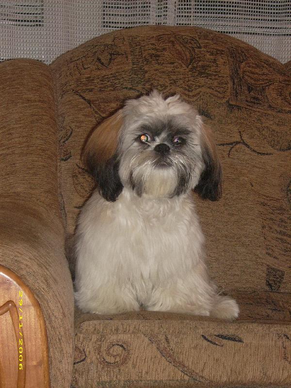 Foto: Muffy-na�e prvn� �t�natko tak vyrostl