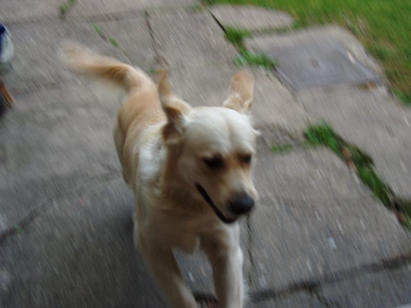 Foto: Zlat� retr�vr v b�hu