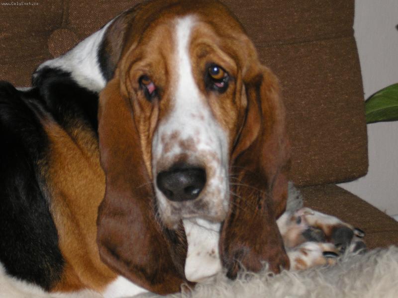 Foto: Dom�c� pohoda