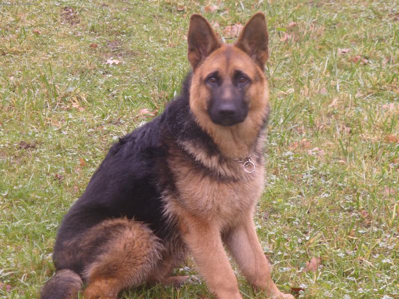 Foto: Azorek..-No co dodat m�j lovec:)