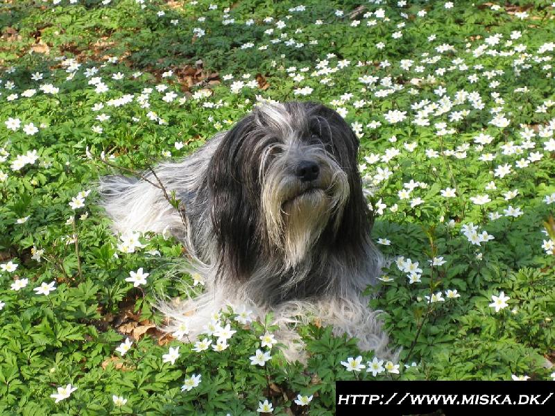 Foto: Holandsk� ov��ck� pudl