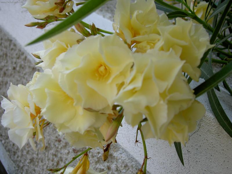 Foto: Olenadr obecn�