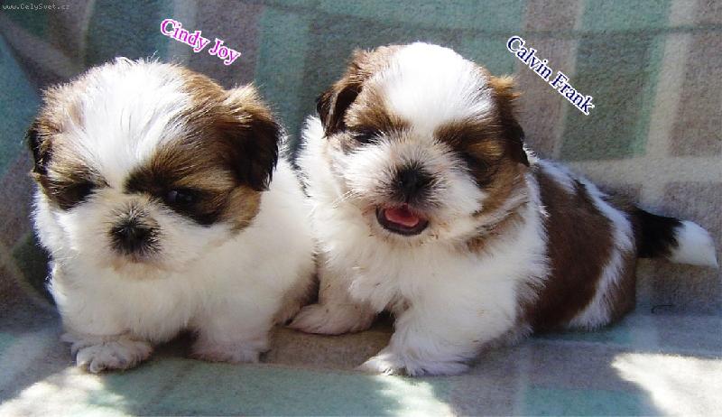 Foto: Shih-tzu-vrh C