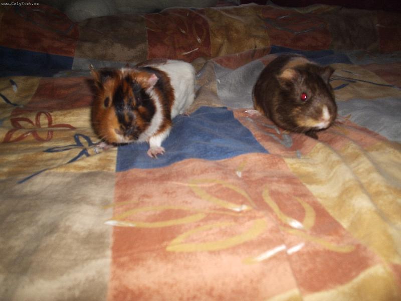 Foto: Mor�ec� man�el�