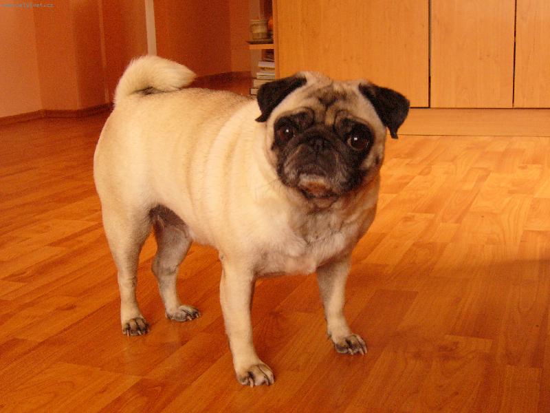 Foto: mops�k-n� p�itloustl� mops�k