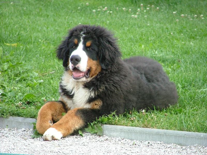 Foto: Amigo-Bernsk� sala�nick� pes