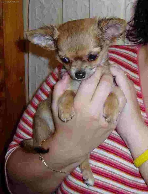 Foto: Flinstone-No, nejsem k se�r�n� ???