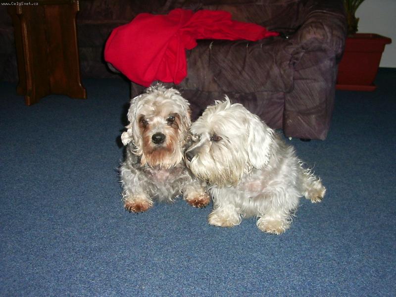 Foto: DDT-Nejlep�� pejsci!