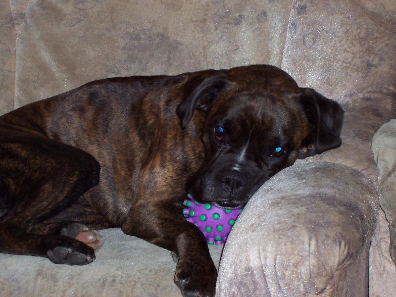 Foto: moje minul� boxerka Barborka