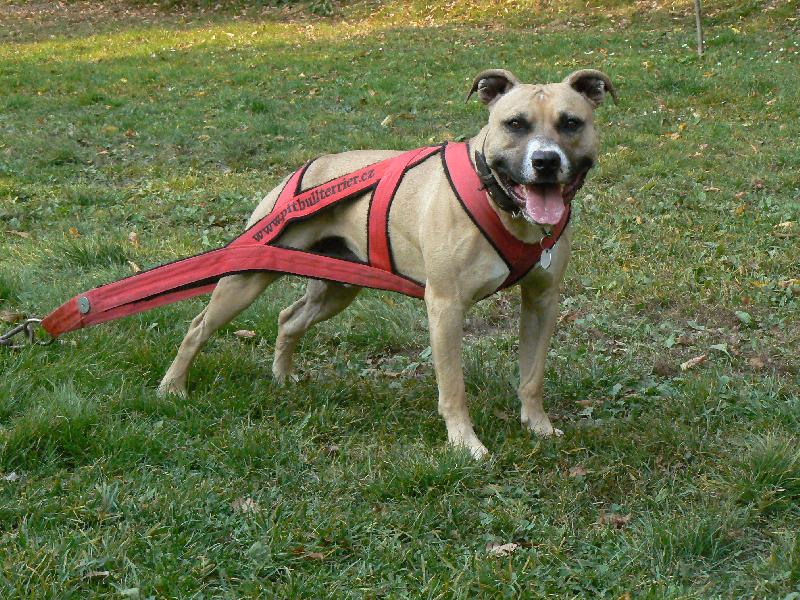 Foto: PitBull \"MAILO\"