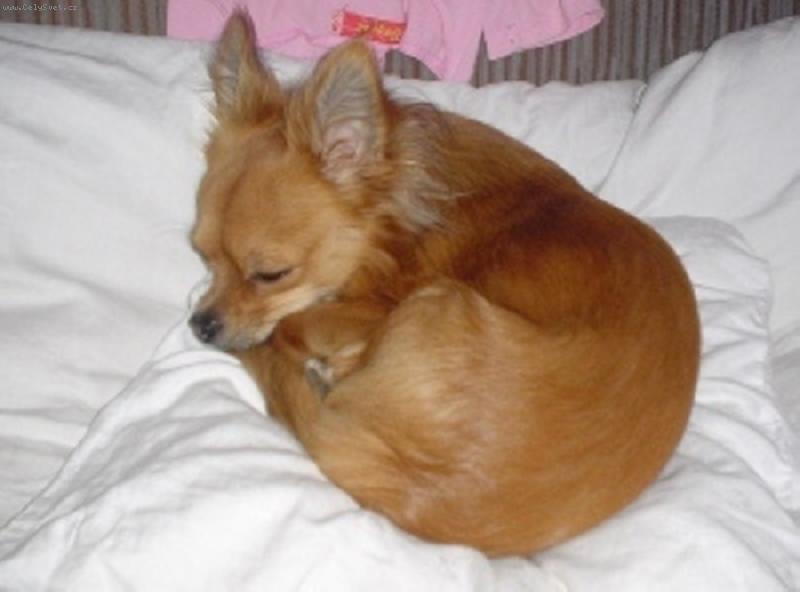 Foto: Ciko-Lisacek v perinach:-))