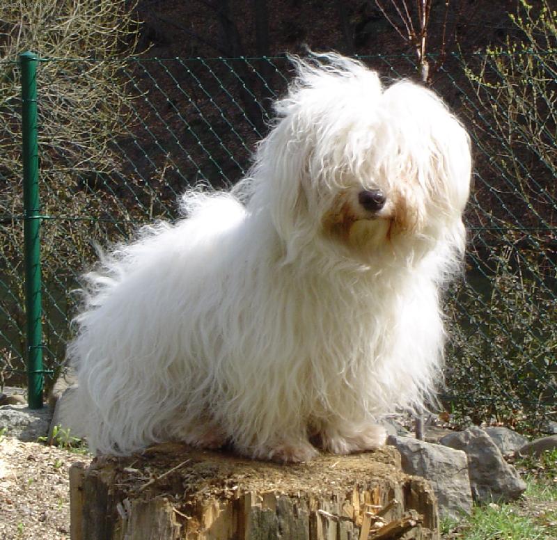 Foto: Coton de Tulear-ICh.CH.Felon Revoka