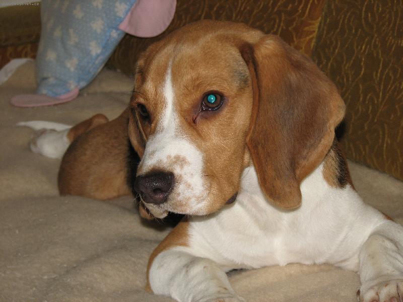 Foto: L�b� se mi tu