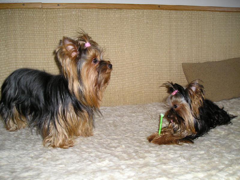 Foto: Jorki-holky-Syndy a Katty