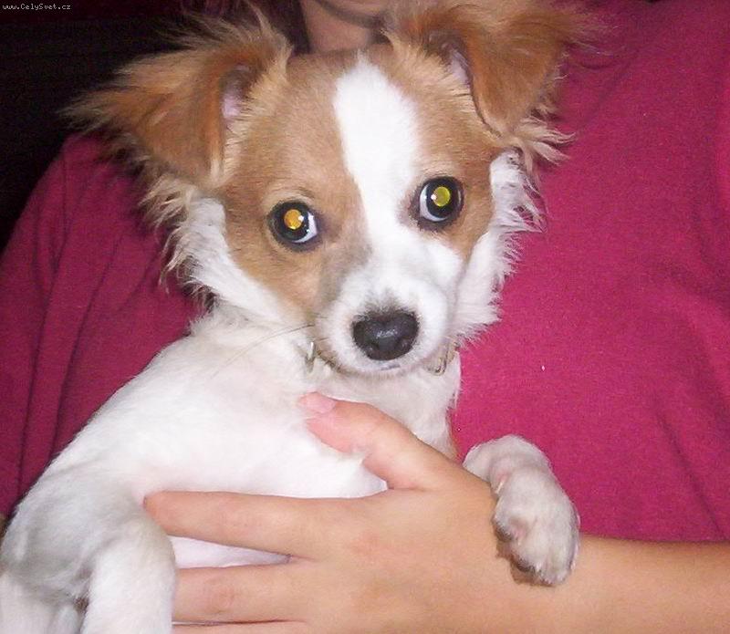 Foto: Moj Rambo-moj psik