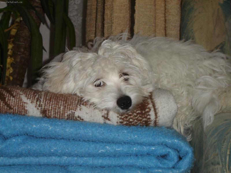 Foto: Maltez��ek Monty