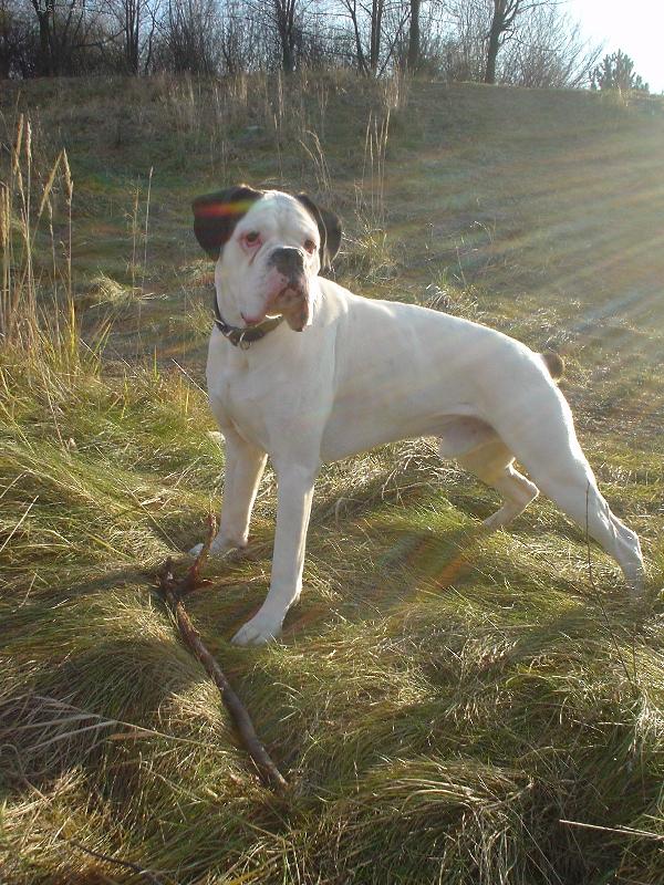 Foto: Ed�k-b�l� boxer - taky boxer. Se v��m v�udy :-)