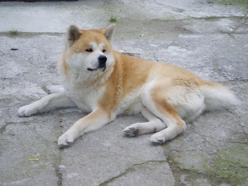 Foto: N� mil��ek