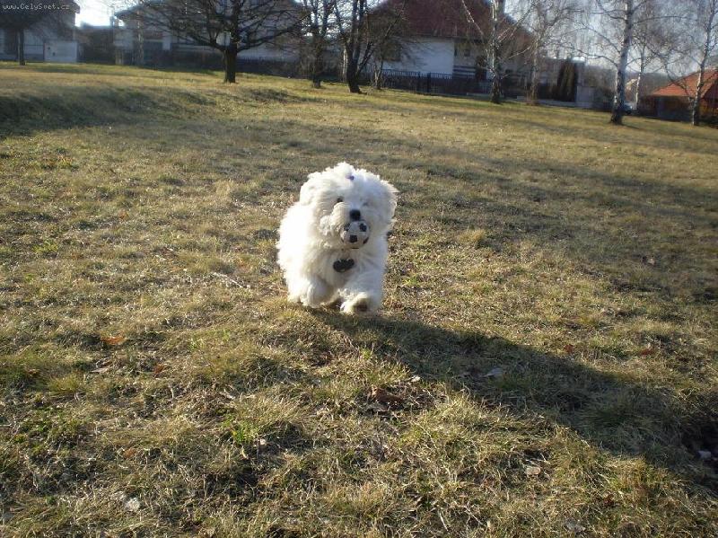 Foto: Hry s m��kem-Monty na louce