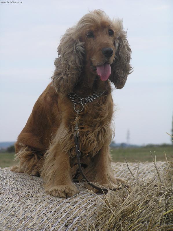 Foto: Bessina-na sen� :D