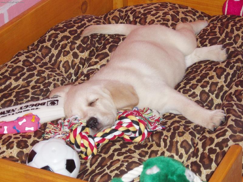 Foto: Sladk� sp�nek