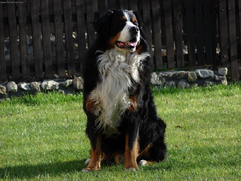 Foto: Azor from Billabongfarm-www.azor.euweb.cz