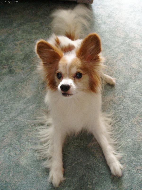 Foto: Vik-n� 13-ti let� Vikou�ek:)