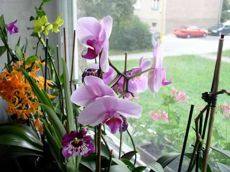 Foto: farebna nadhera