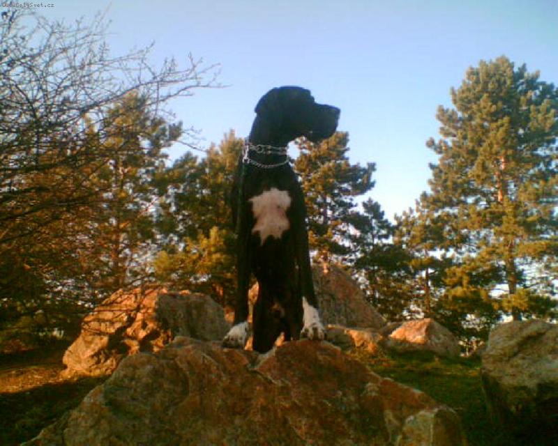 Foto: Dante �esk� Sirius