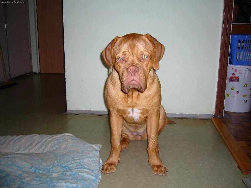 Foto: Angela 9 m�sicu